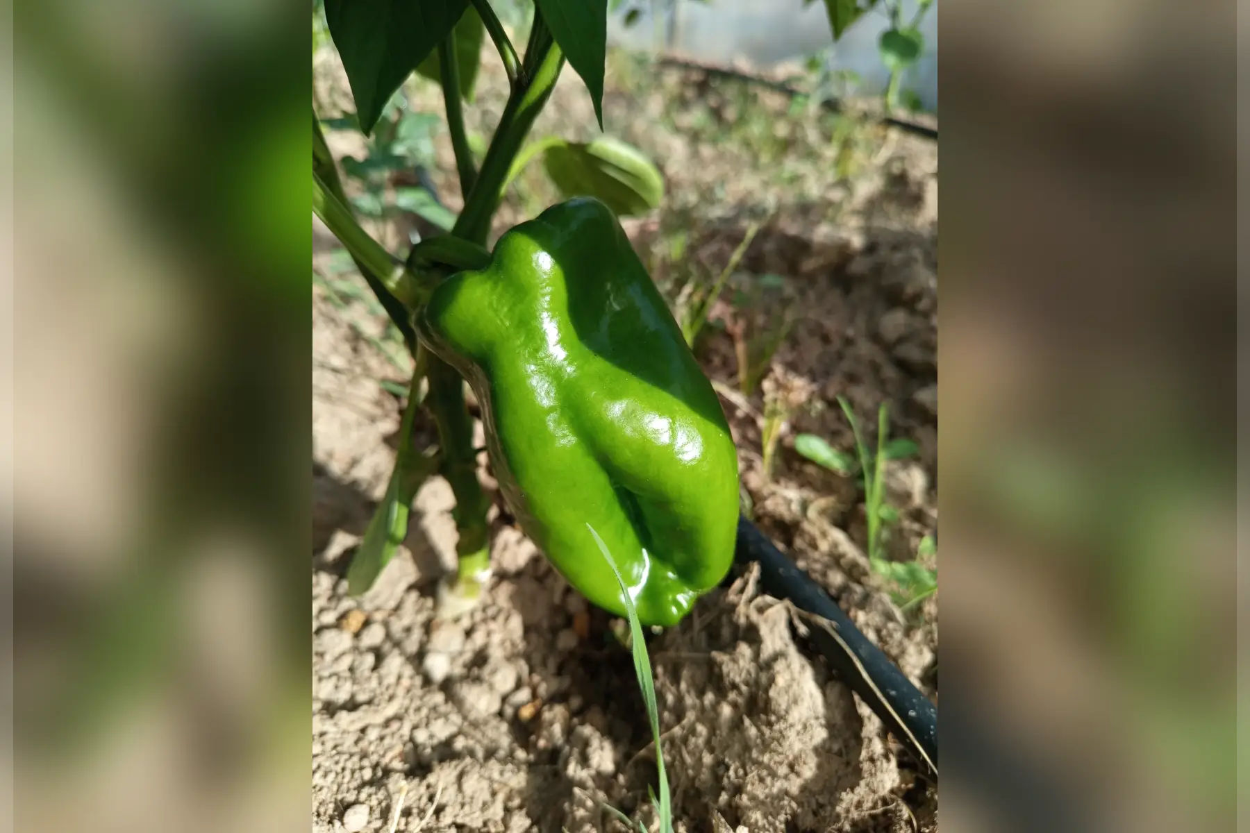 Poivron vert