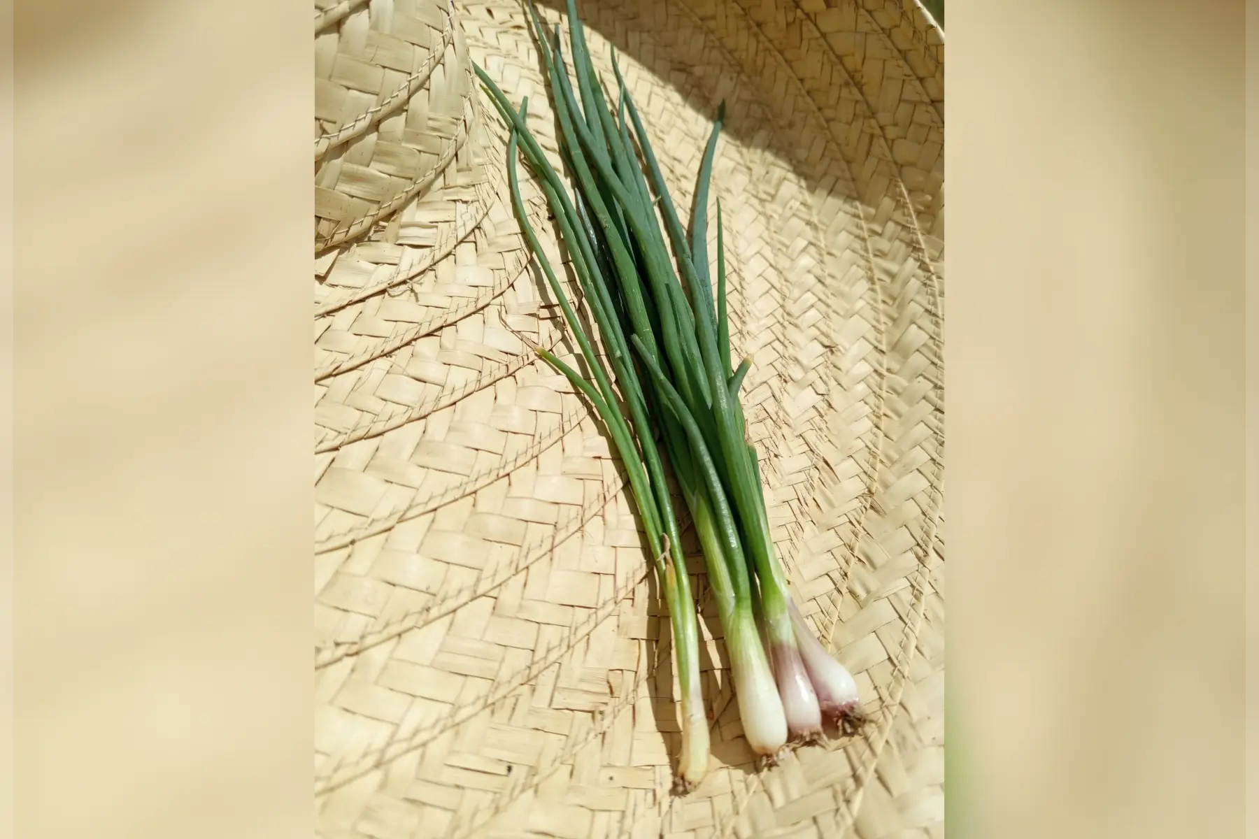 Jeune échalotes a ciselée