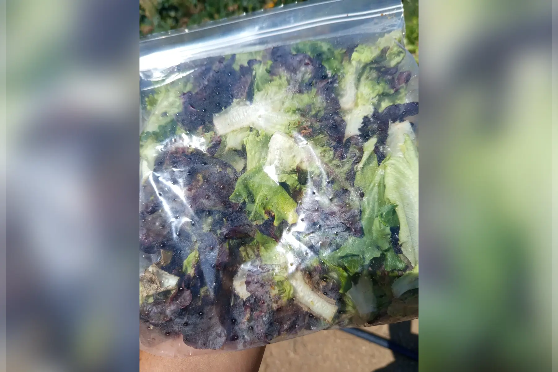 Salade coupé