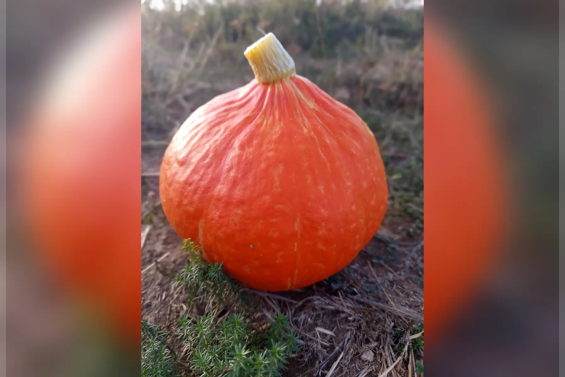 Potimarron