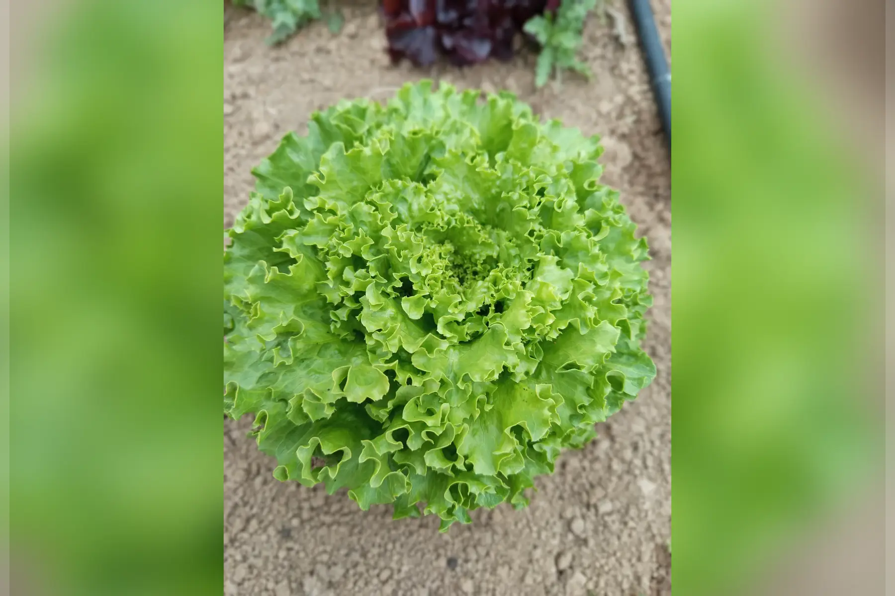 Salade Batavia