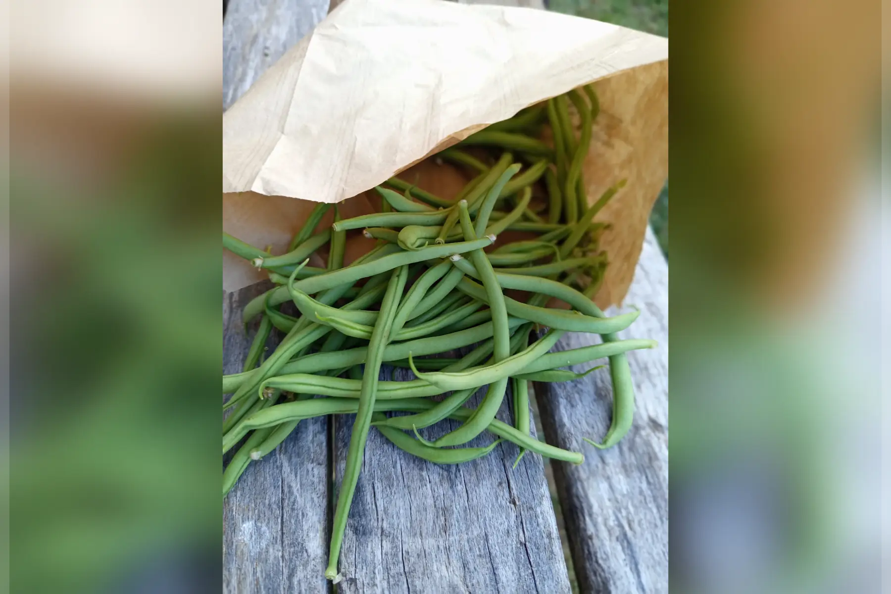 Haricot vert
