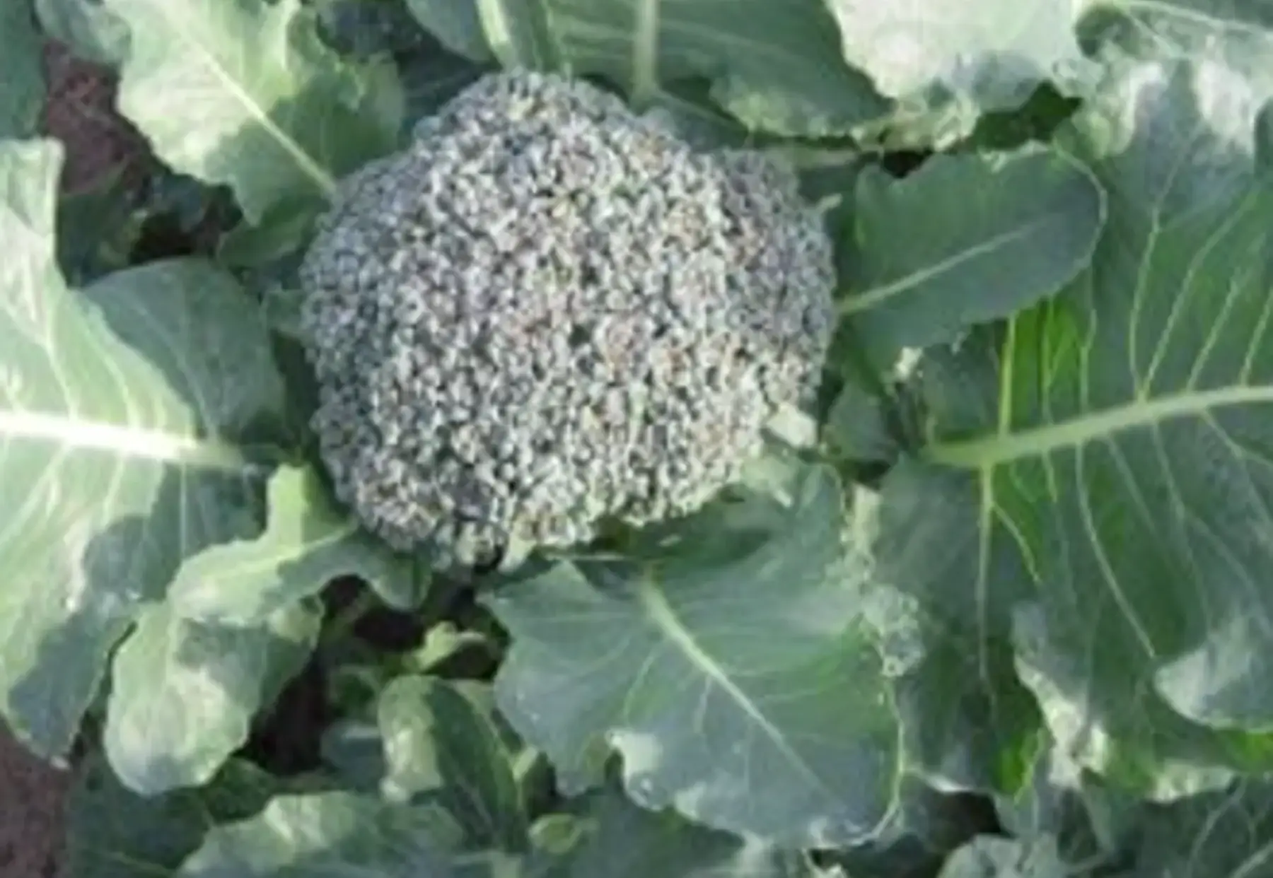 Brocoli