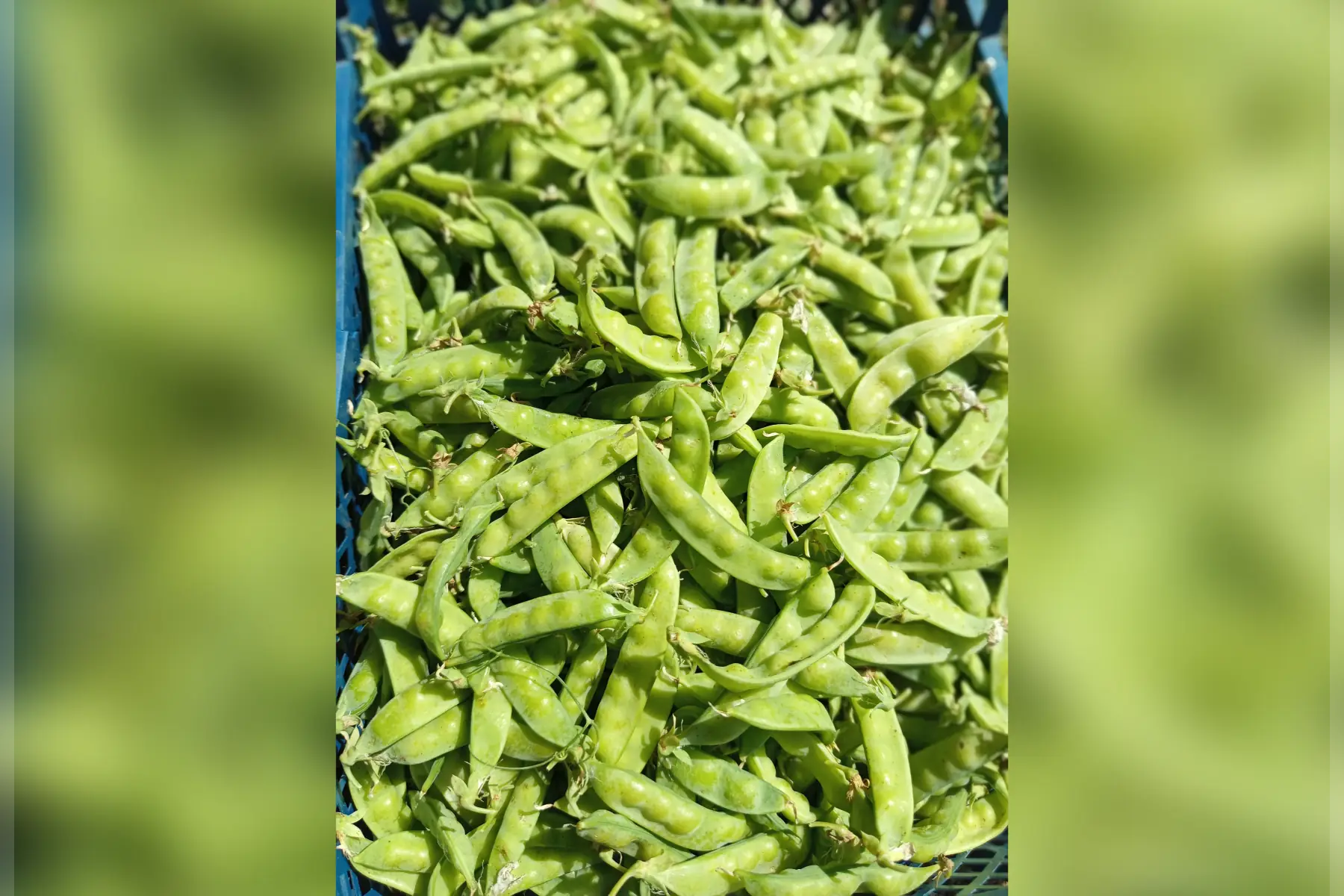 Petit pois nain