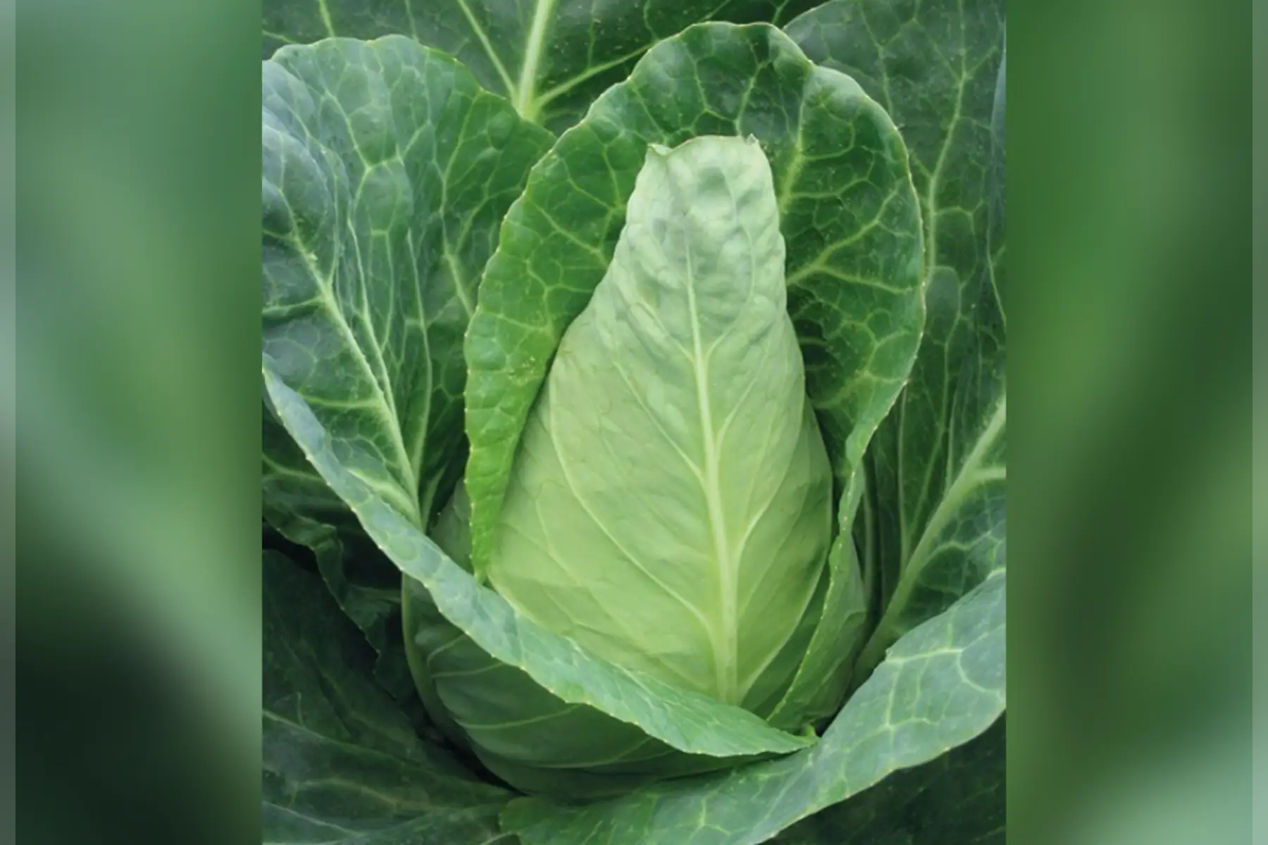 Chou Cœur de Bœuf Shana