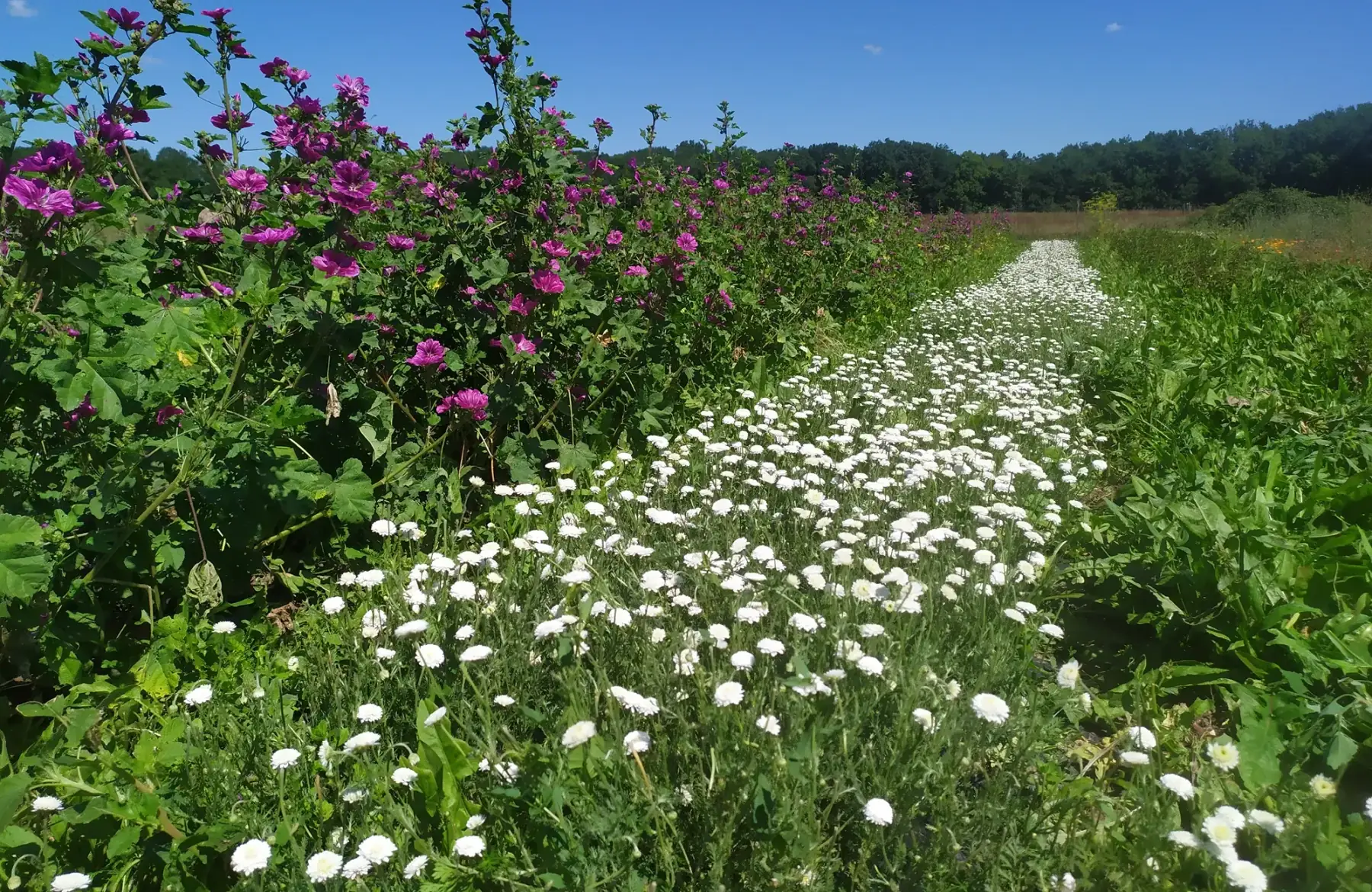 LE JARDIN DE LA HUPPE