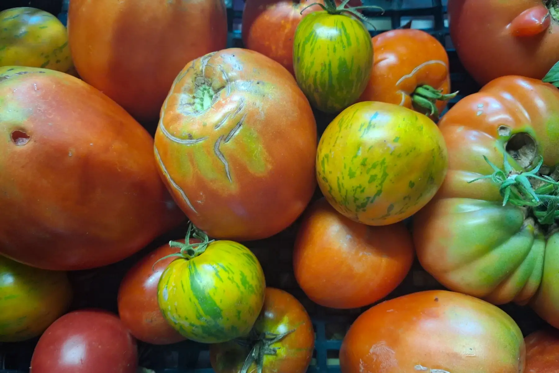 Tomates