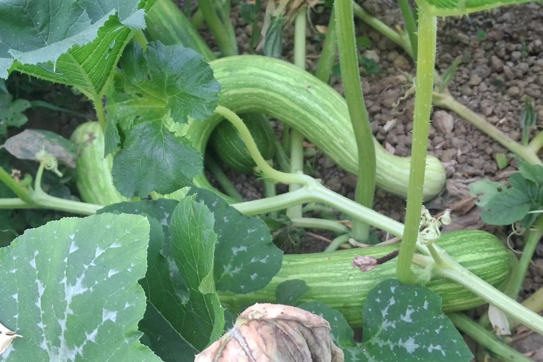 Courgette trompette