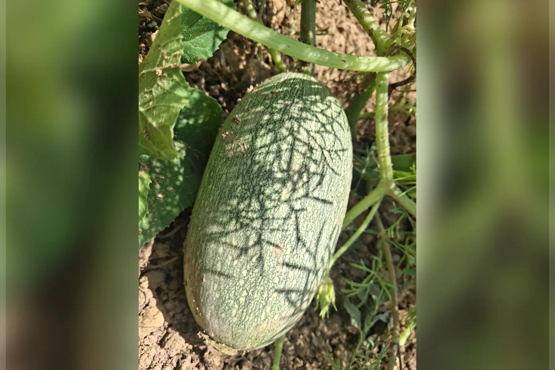 Courgette verte