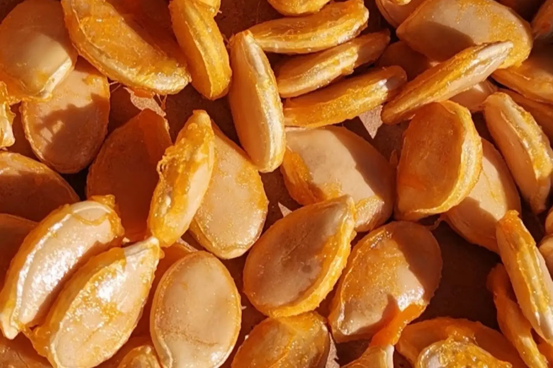 Graines de potimarron à semer