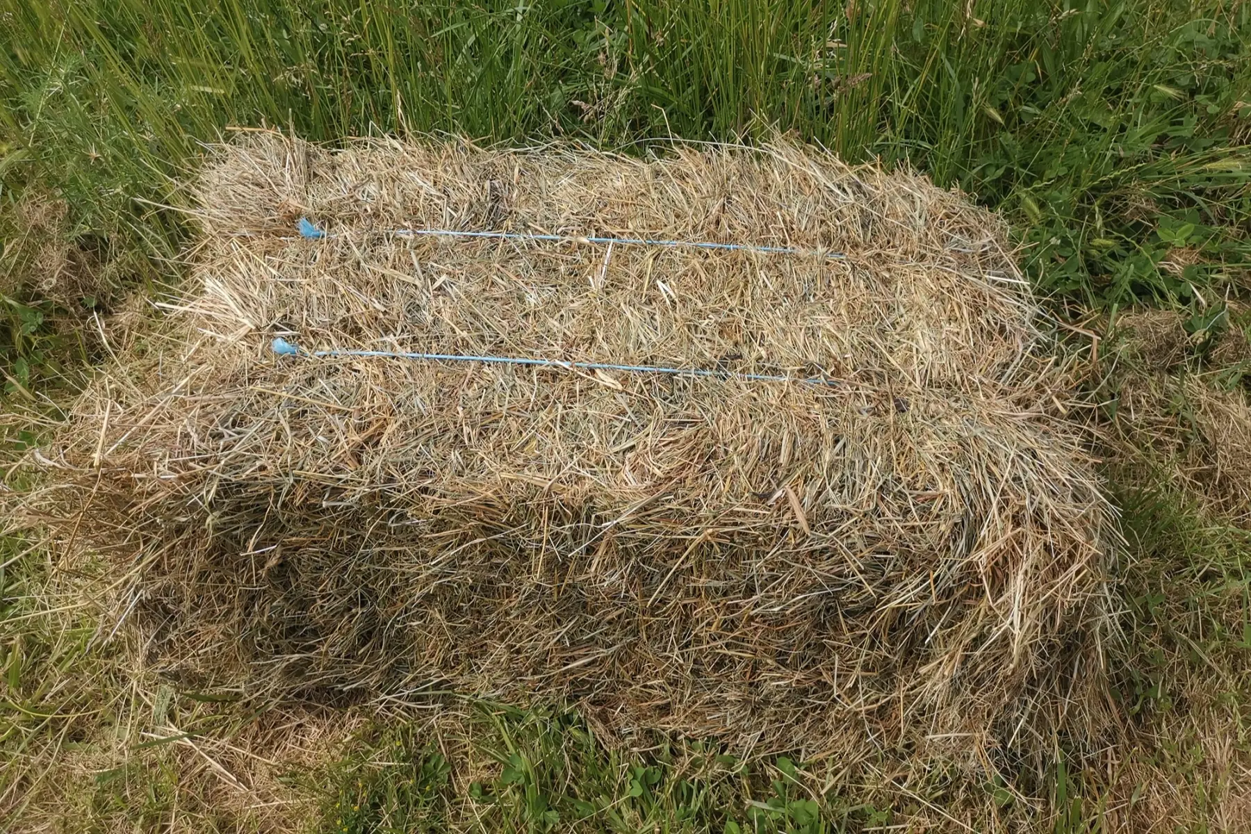 Foin en petite botte