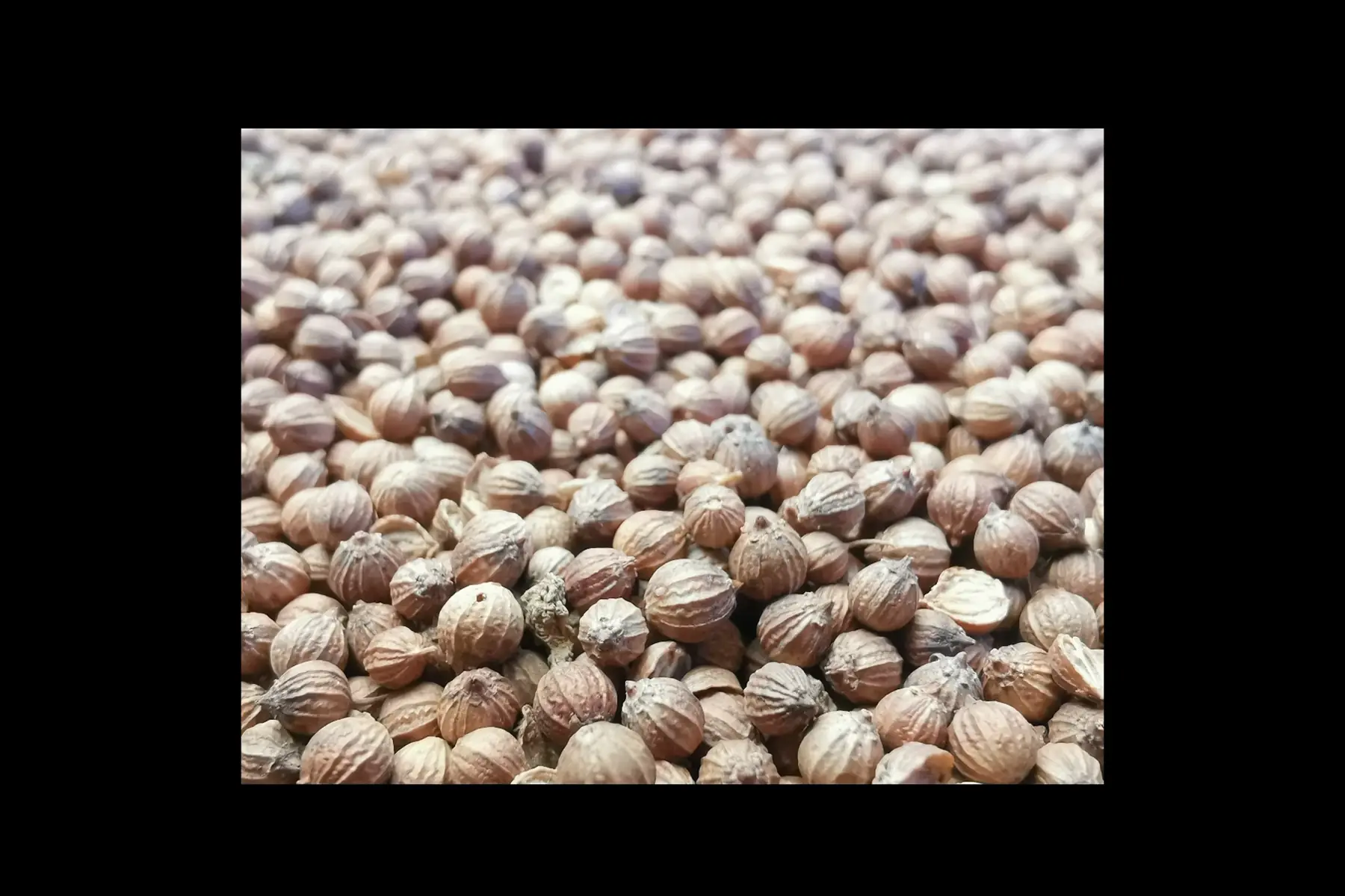 Coriandre en graines