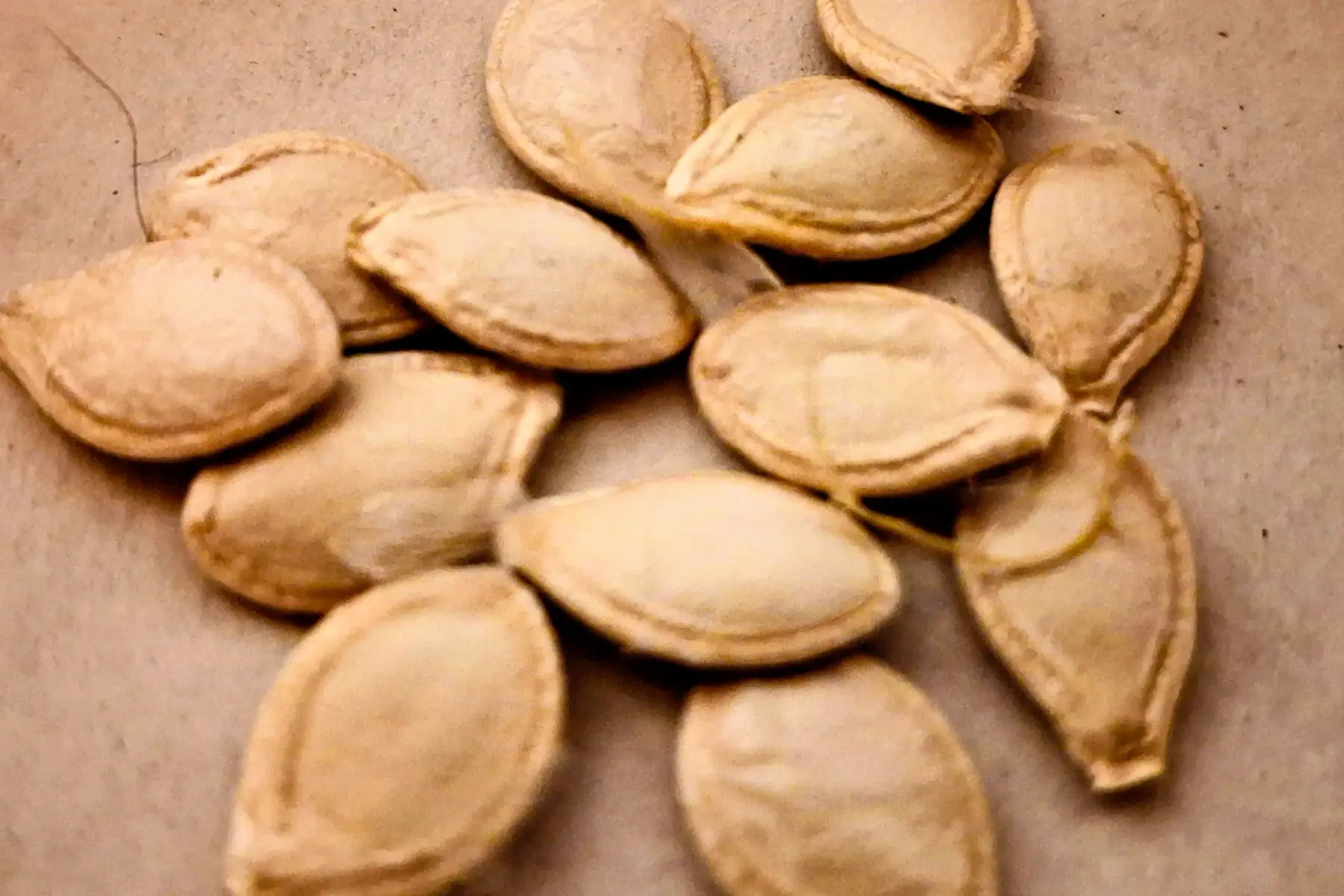 Graines de courgette spaghetti à semer