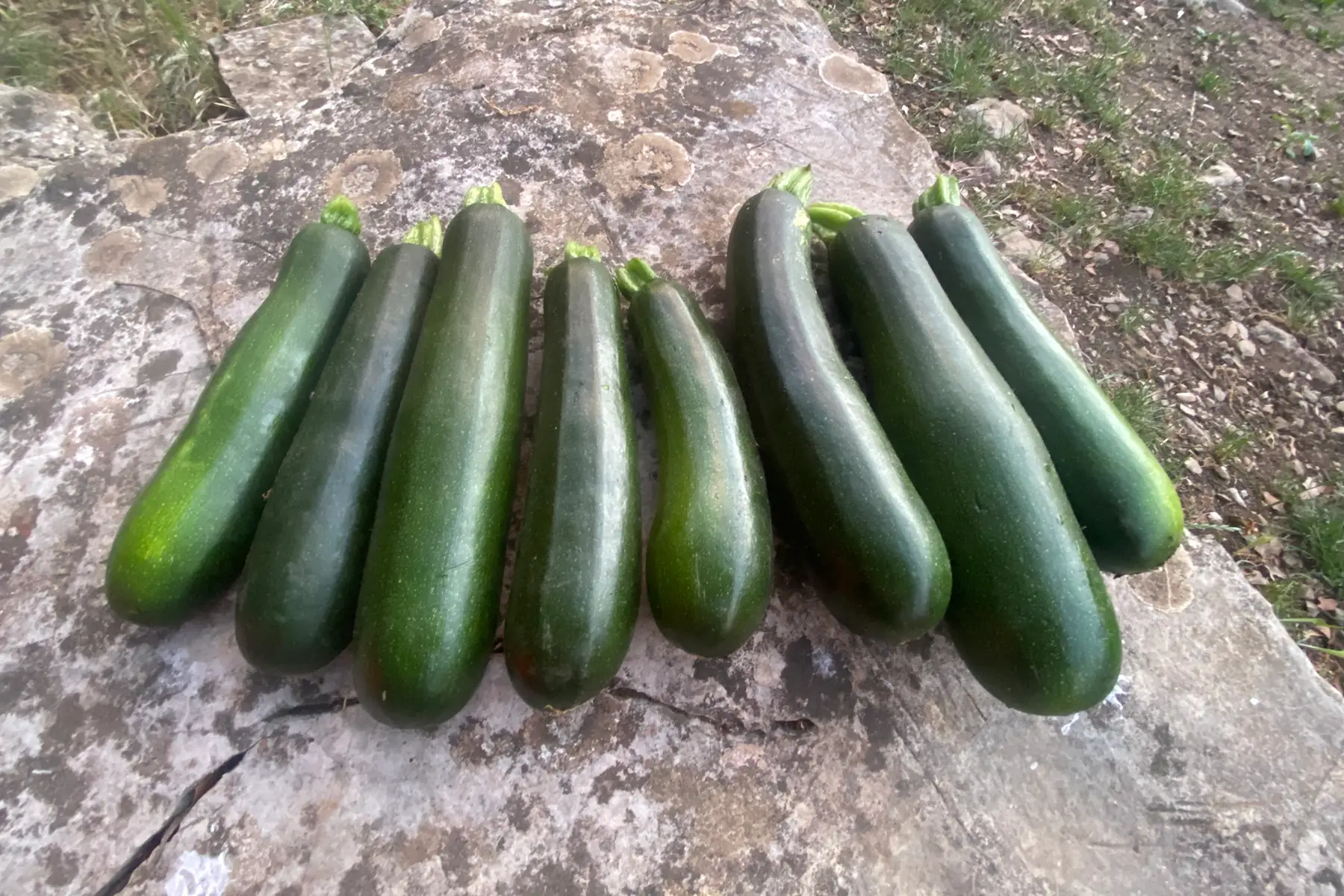 Courgette verte