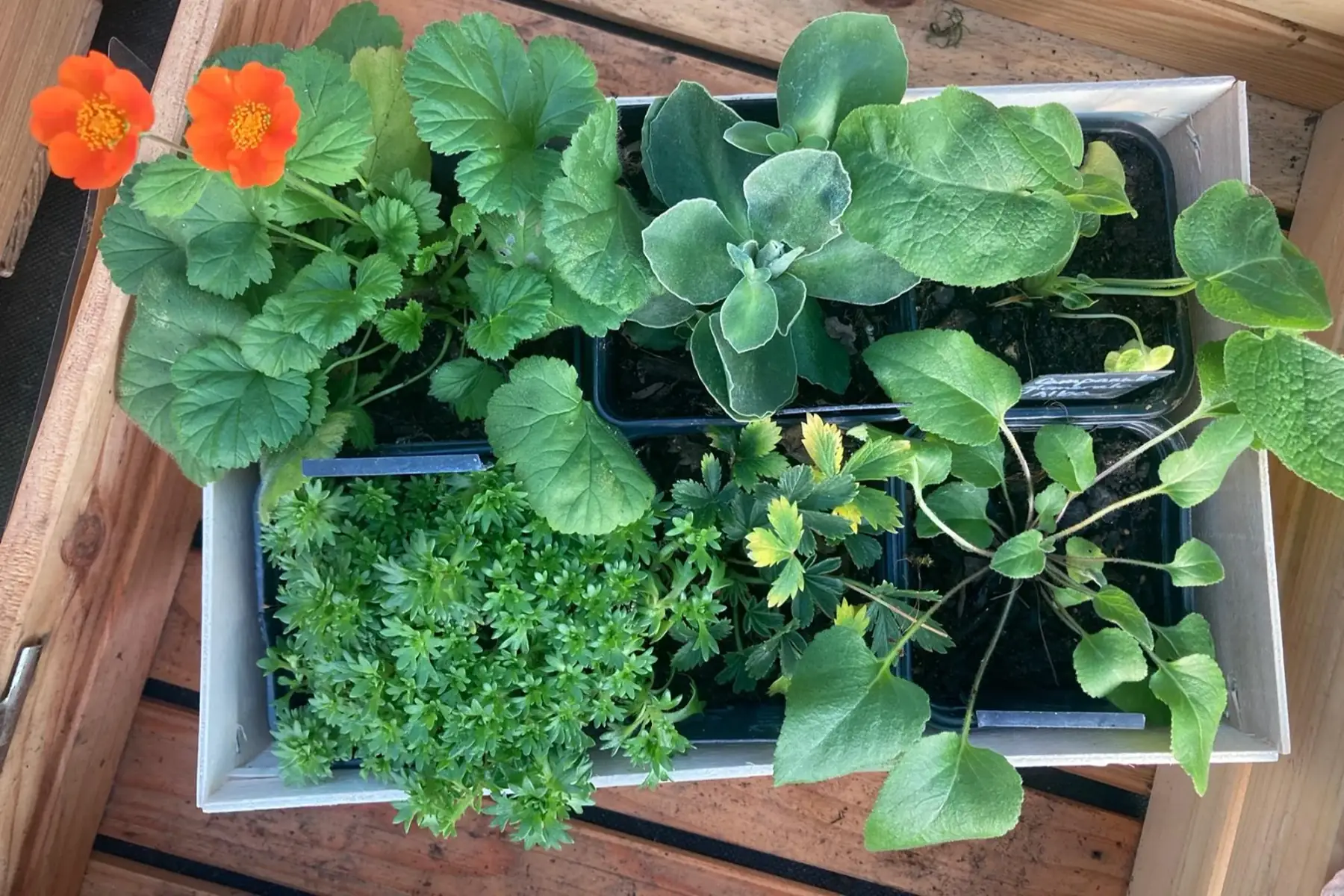 Assortiment pour la mi-ombre