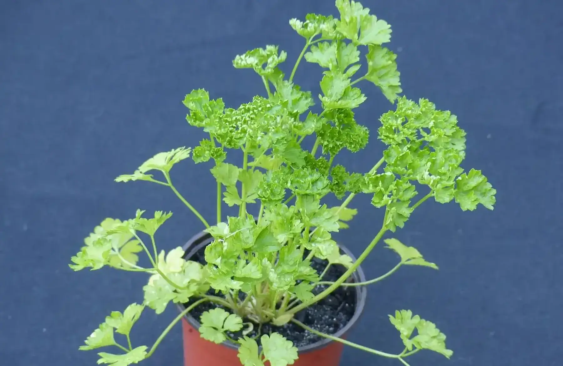 Plant de persil frisé