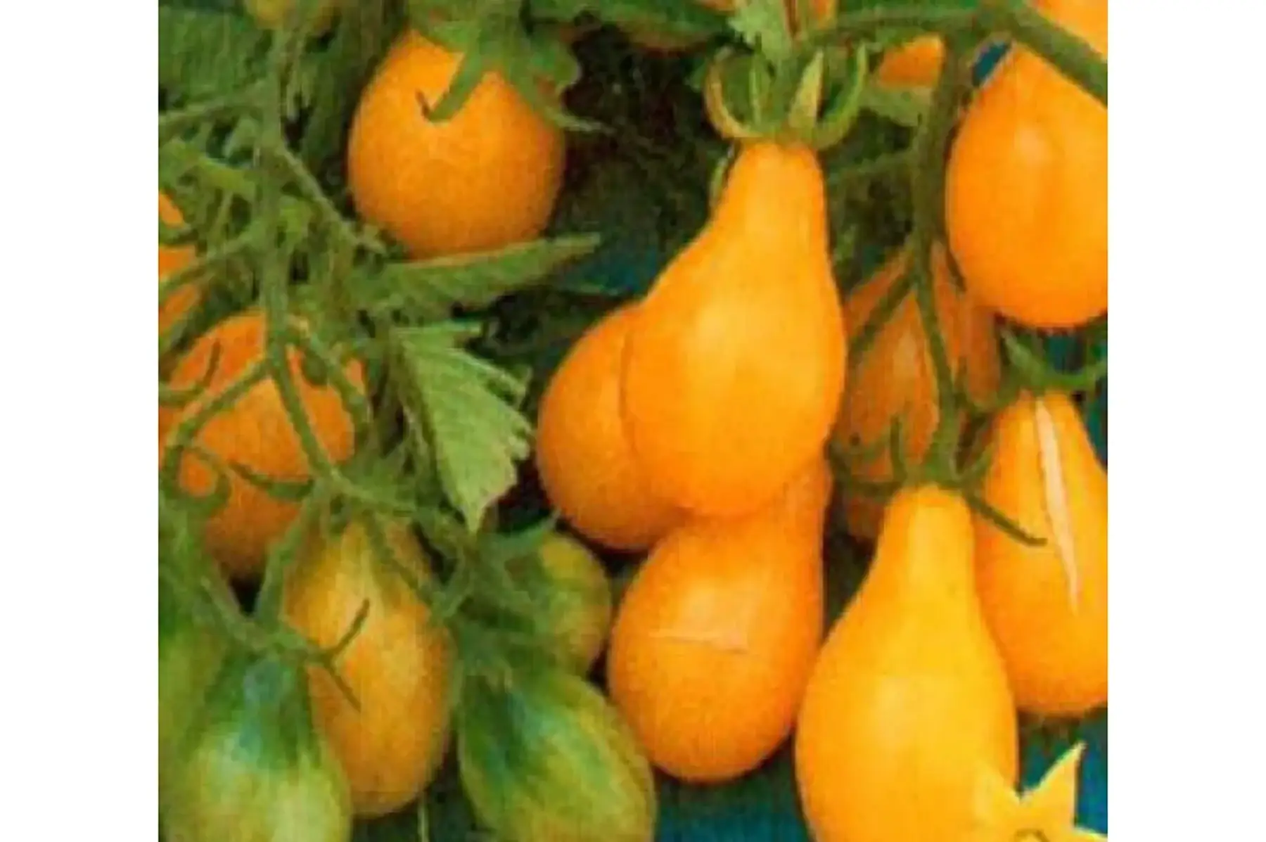 Plant de tomate cerise Poire Jaune