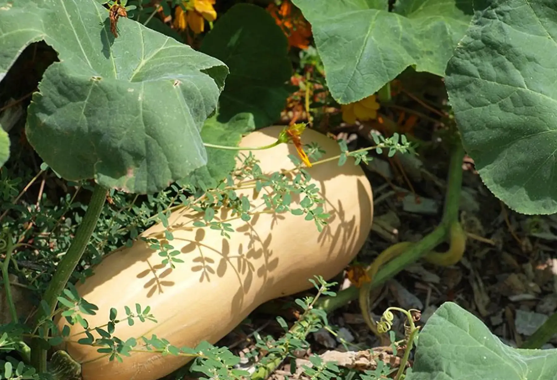 Plant de courge butternut