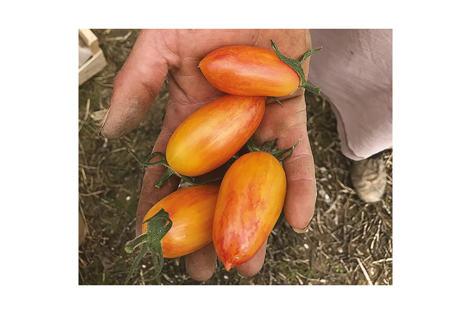Plant de tomate cerise blush