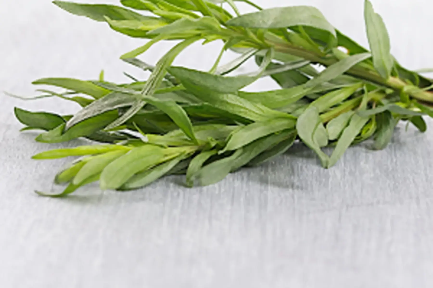 plant d'estragon vrai
