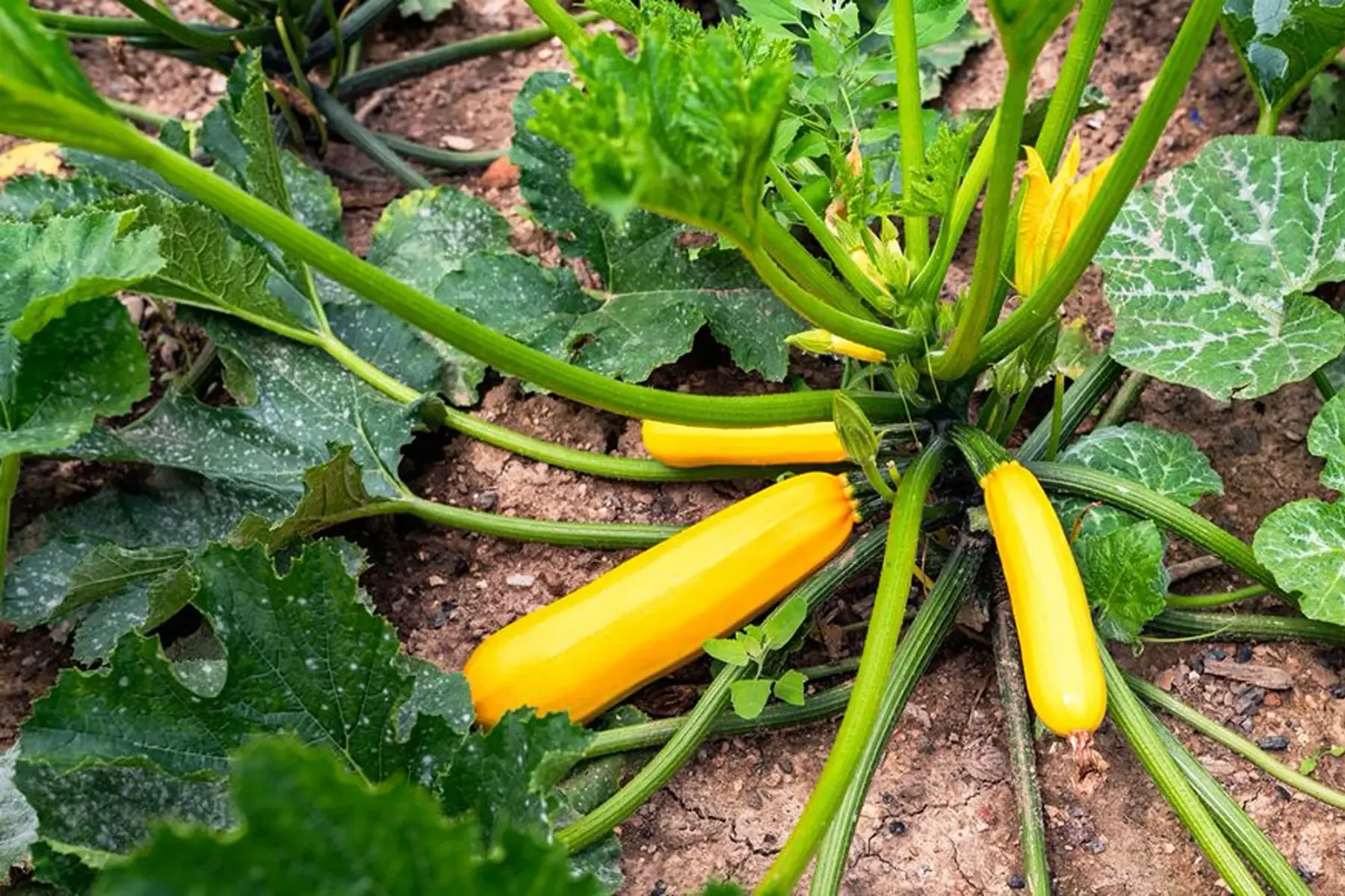 Plant de courgette jaune