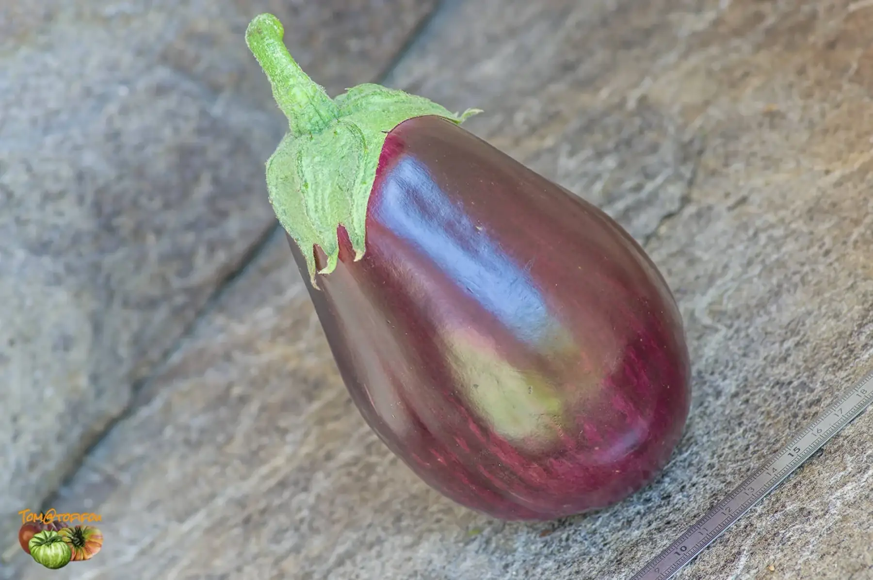 Plant d aubergine