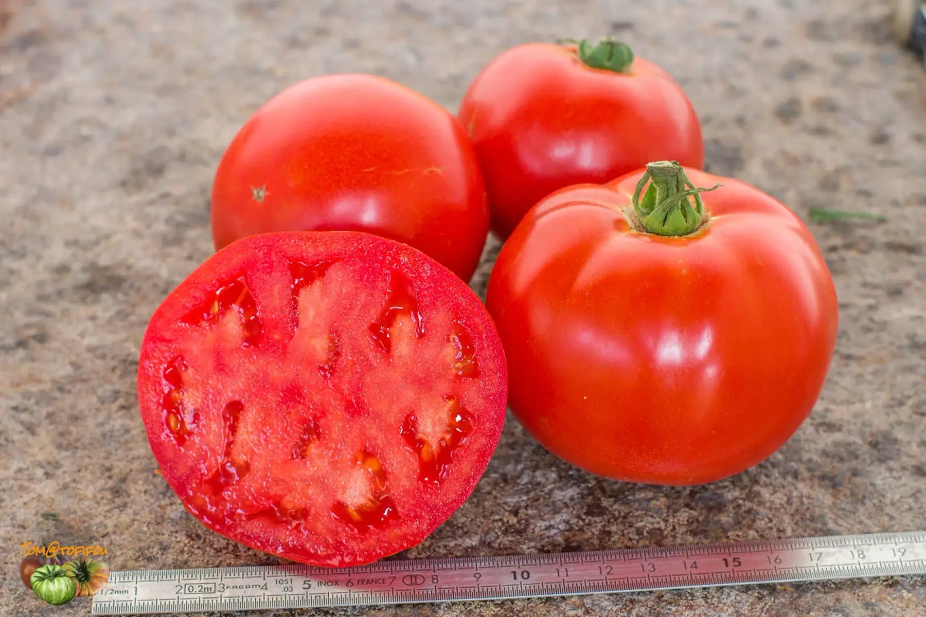 Plant de tomate Mervelle des marchés