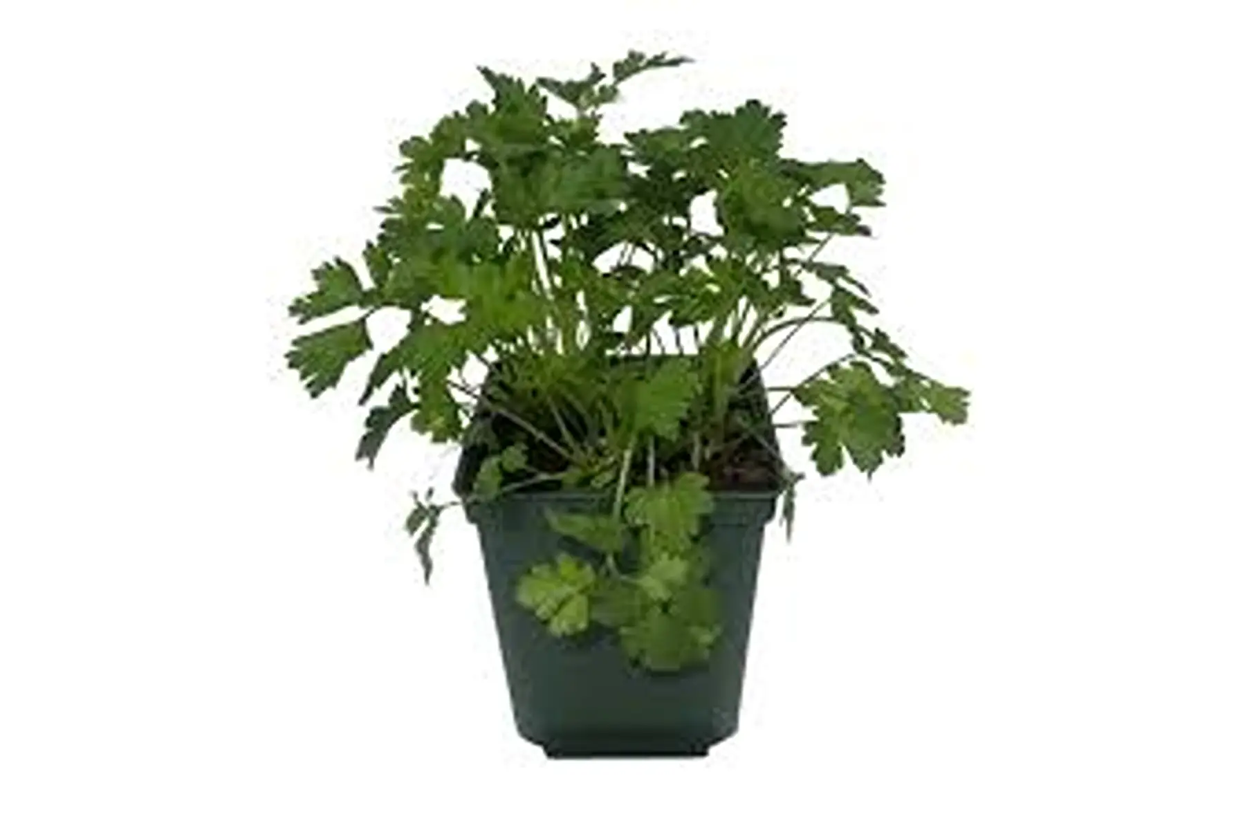Plant de persil plat