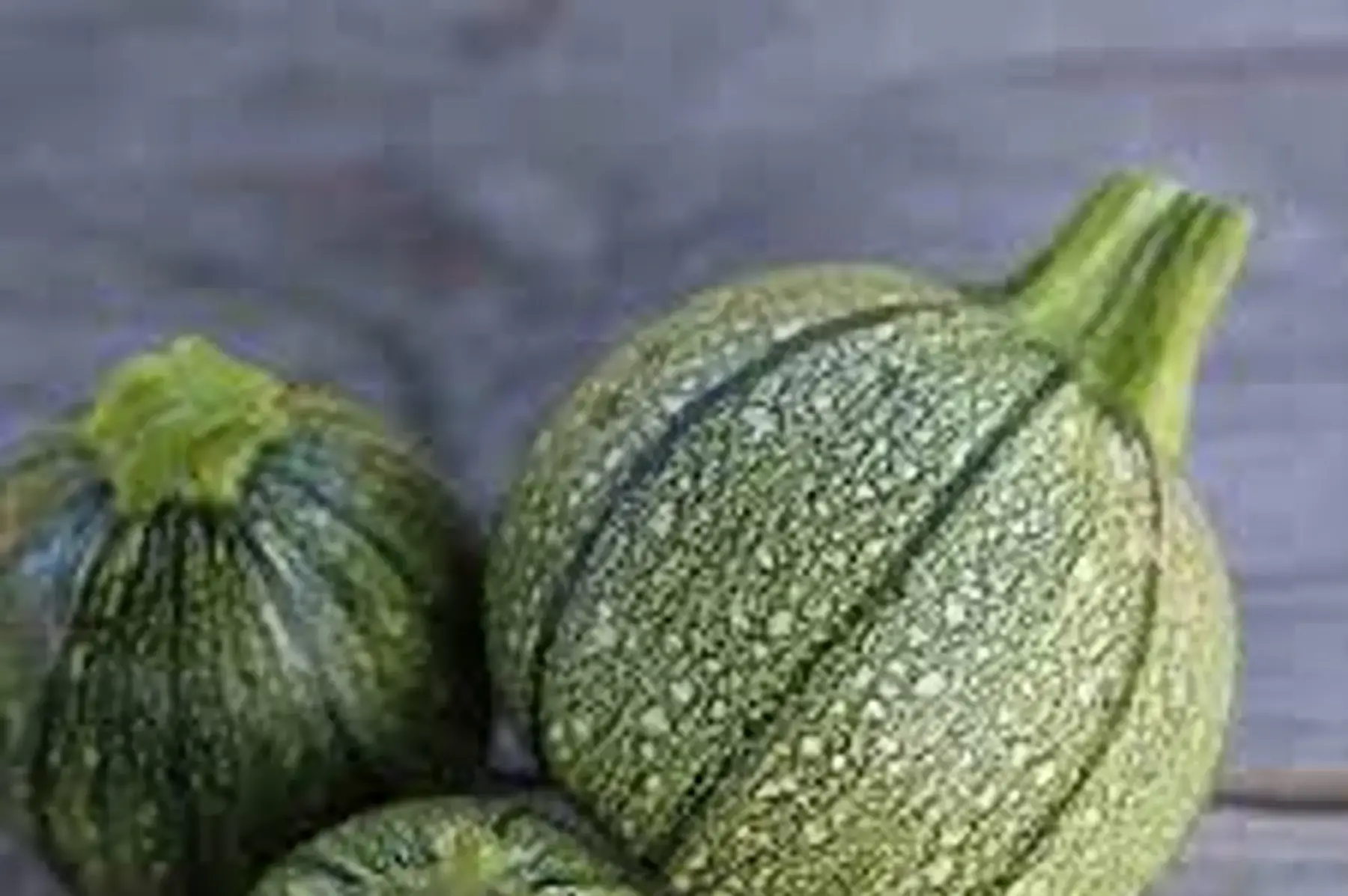 Plant de courgette ronde