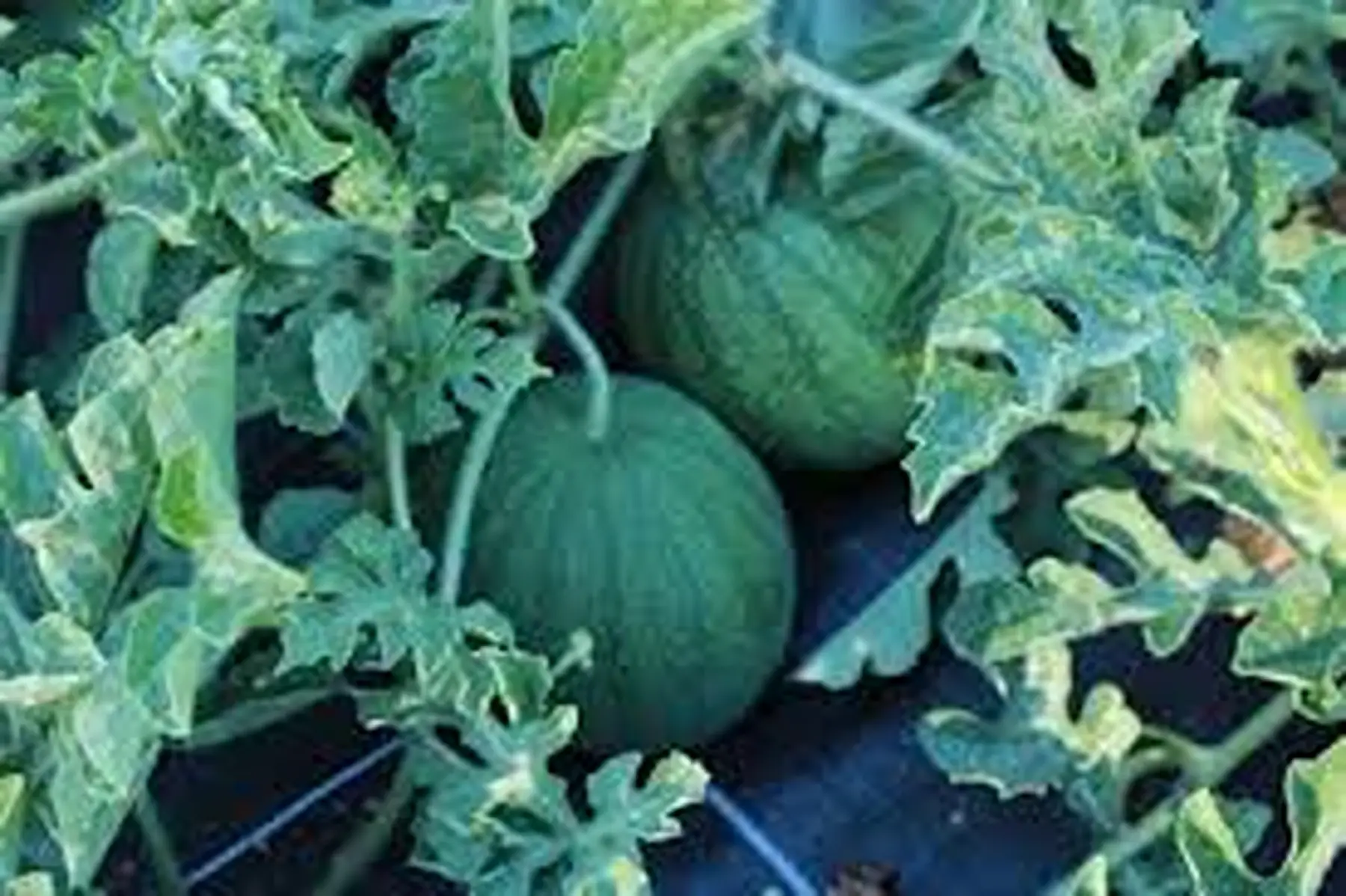 Plant de pastèque