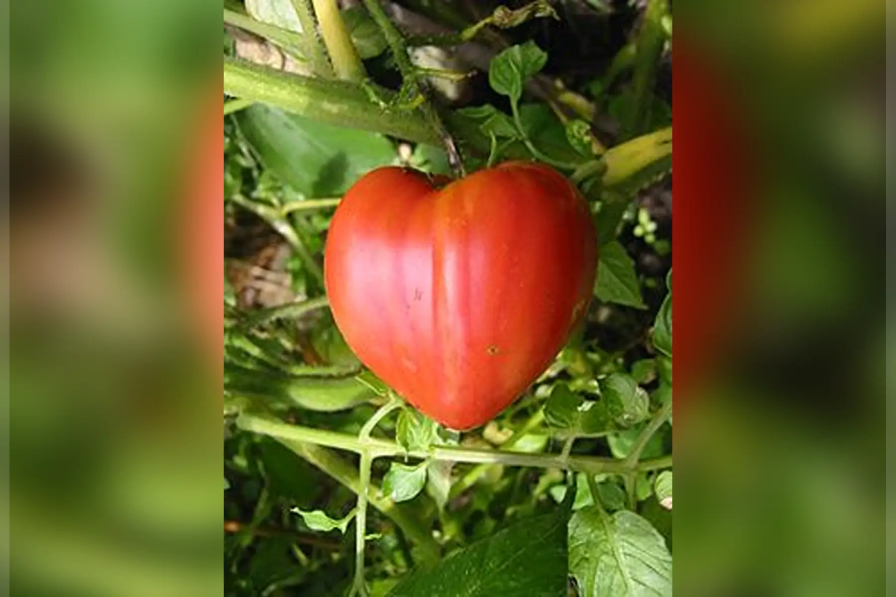 Plant de tomate coeur de boeuf