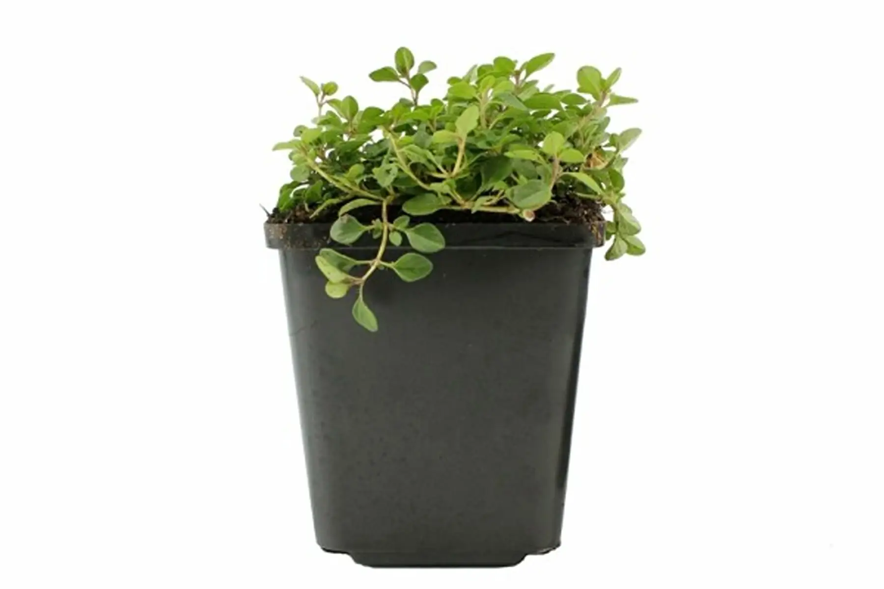 Plant de thym serpolet