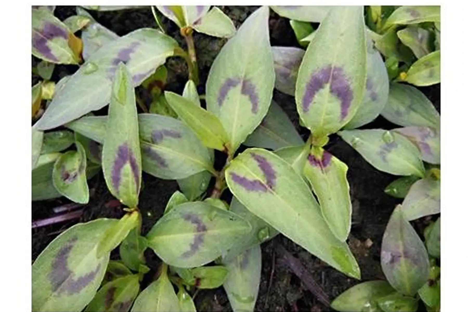Plant de coriandre vietnamienne