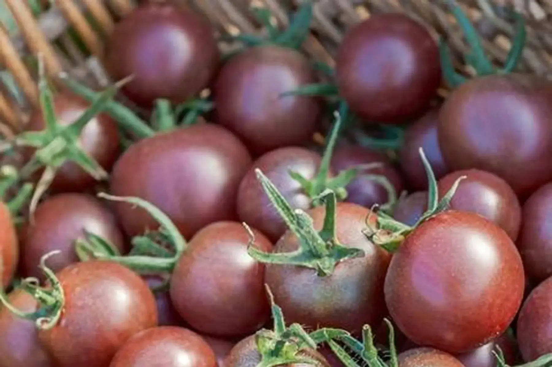 Plant de tomate cerise Black cherry