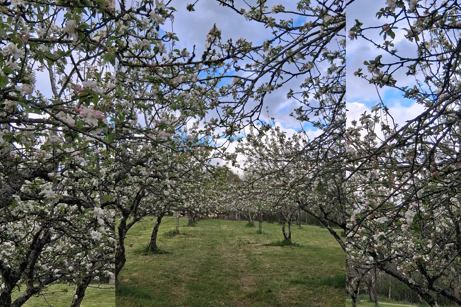 EI THOMAS GUERIN (marque : TOM GUERIN)