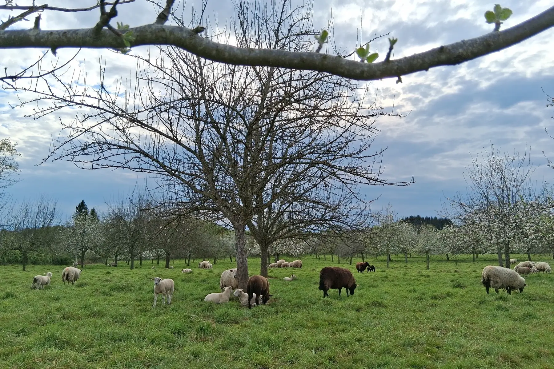 EI THOMAS GUERIN (marque : TOM GUERIN)