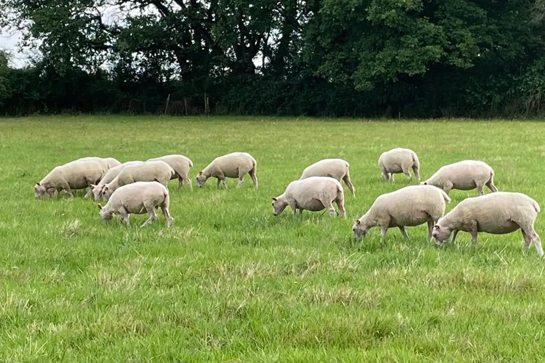 La ferme de la Piloisière