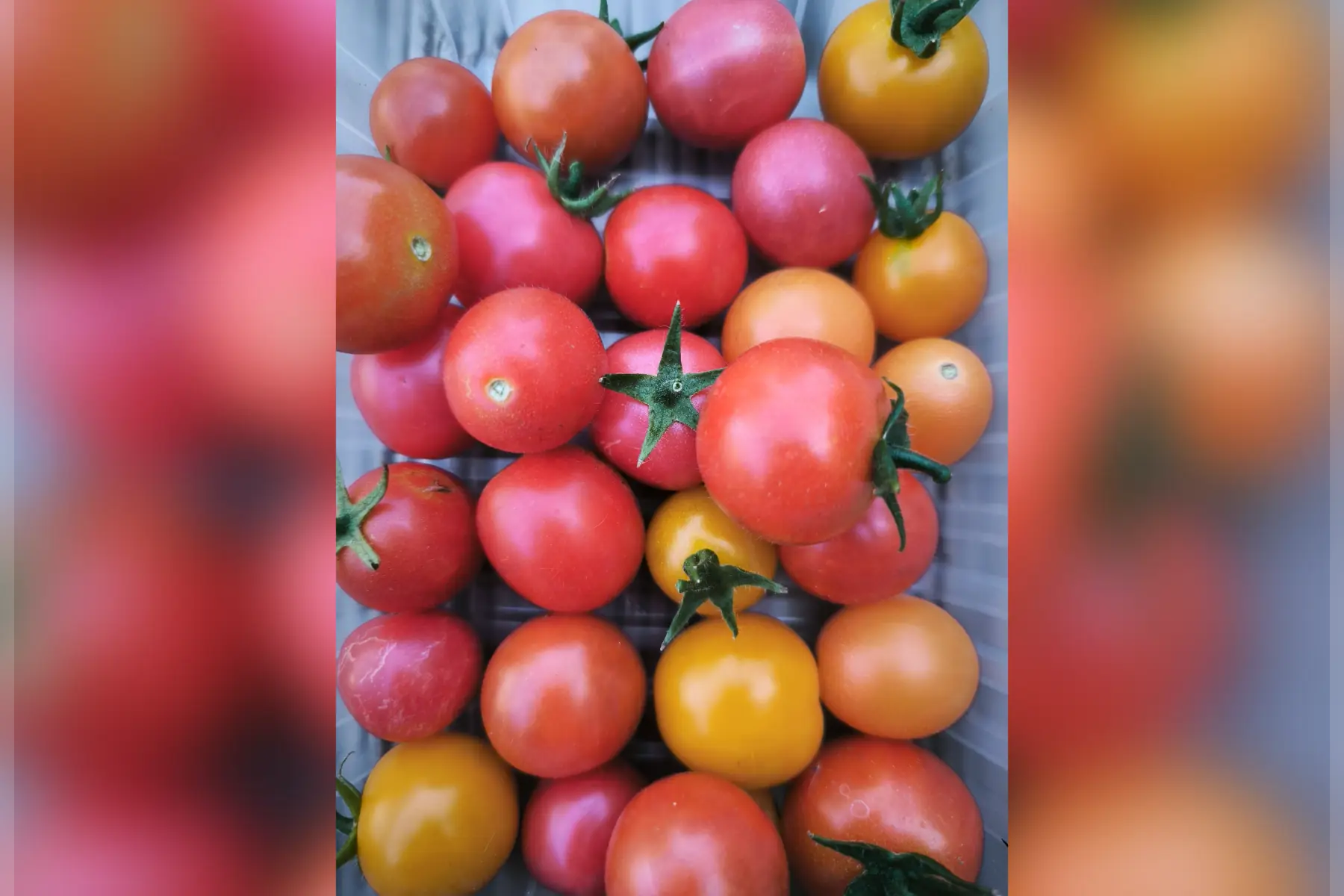 Barquette de tomates cerises