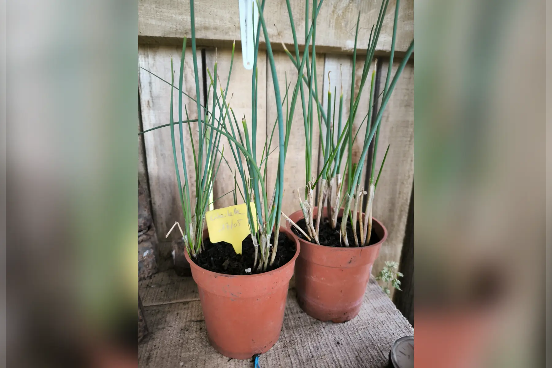 Plant de ciboulette