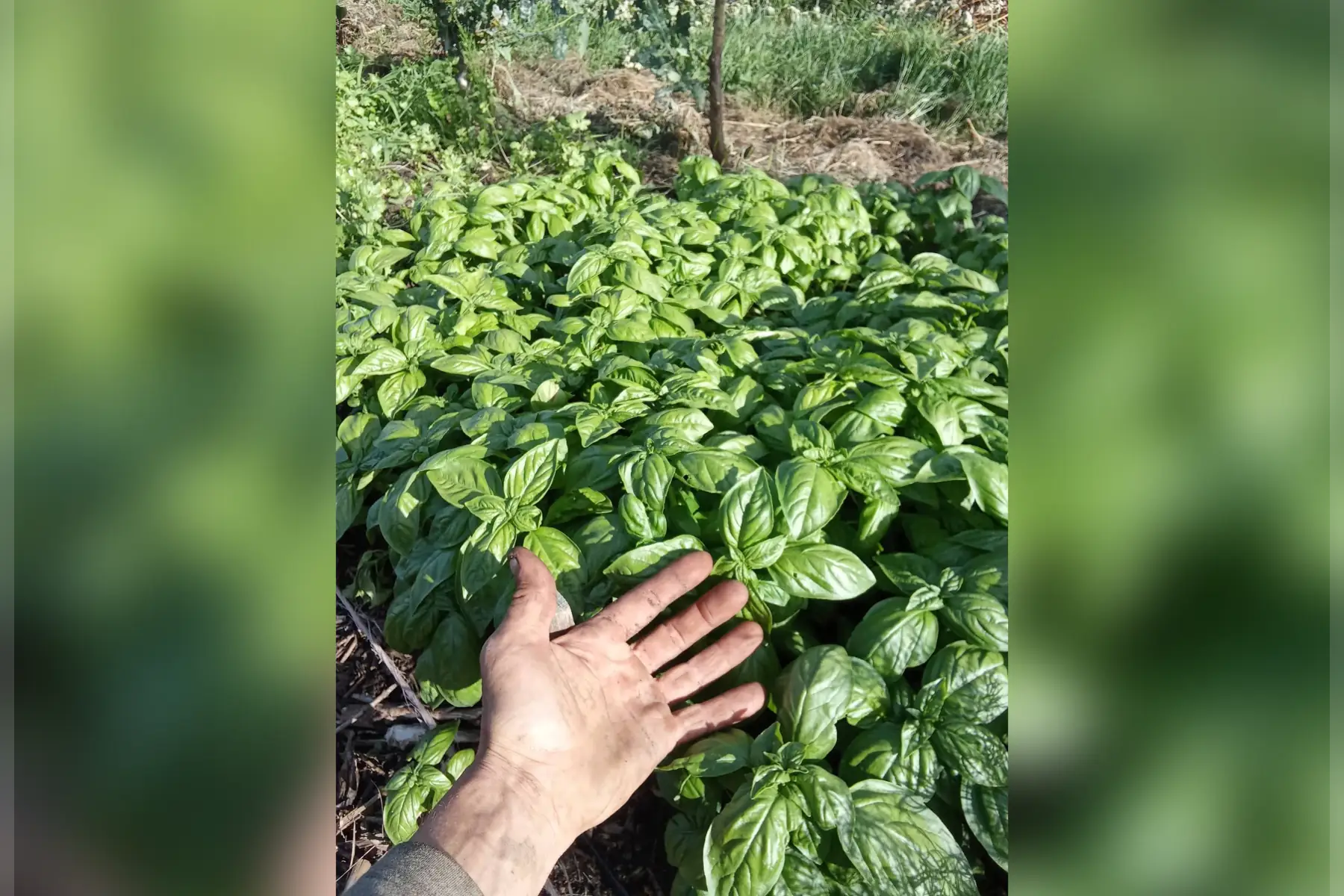Basilic grand vert