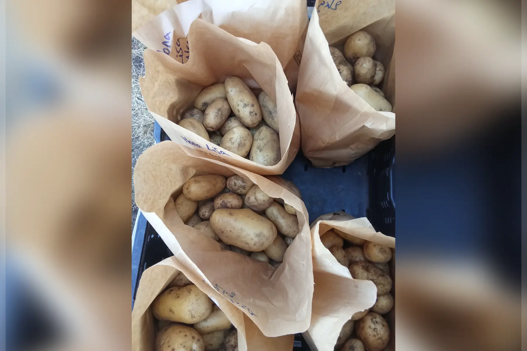 Pommes de terre nouvelles