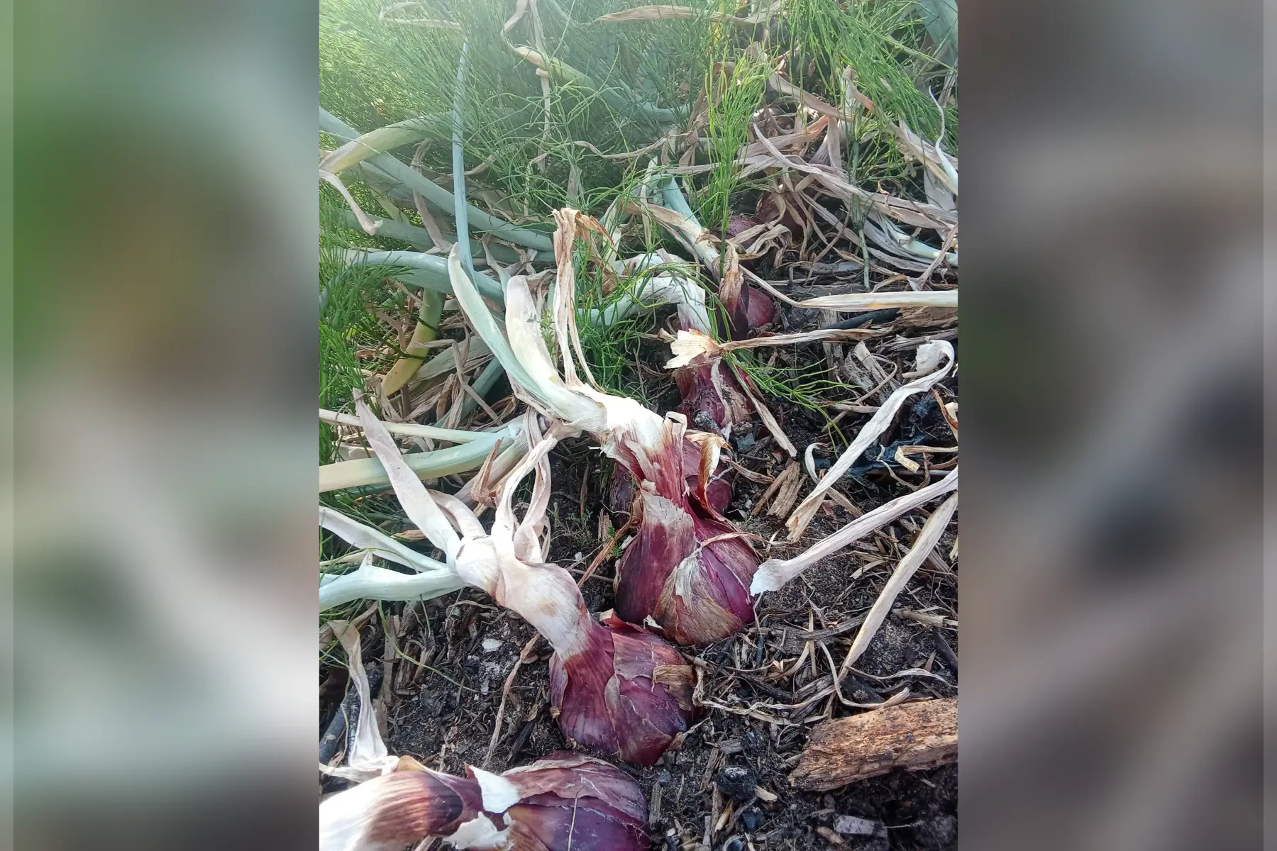 Oignons rouges