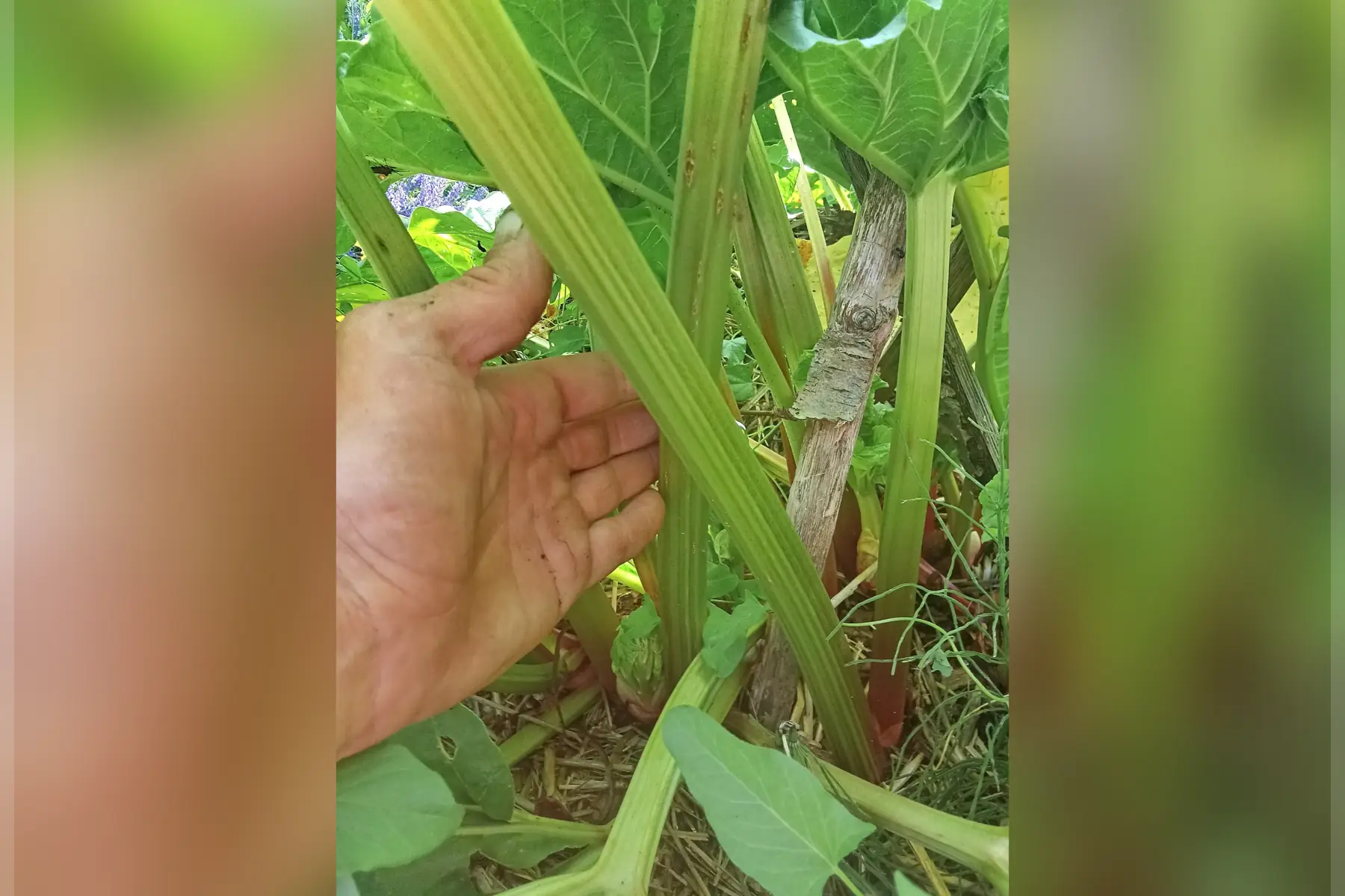 Rhubarbe