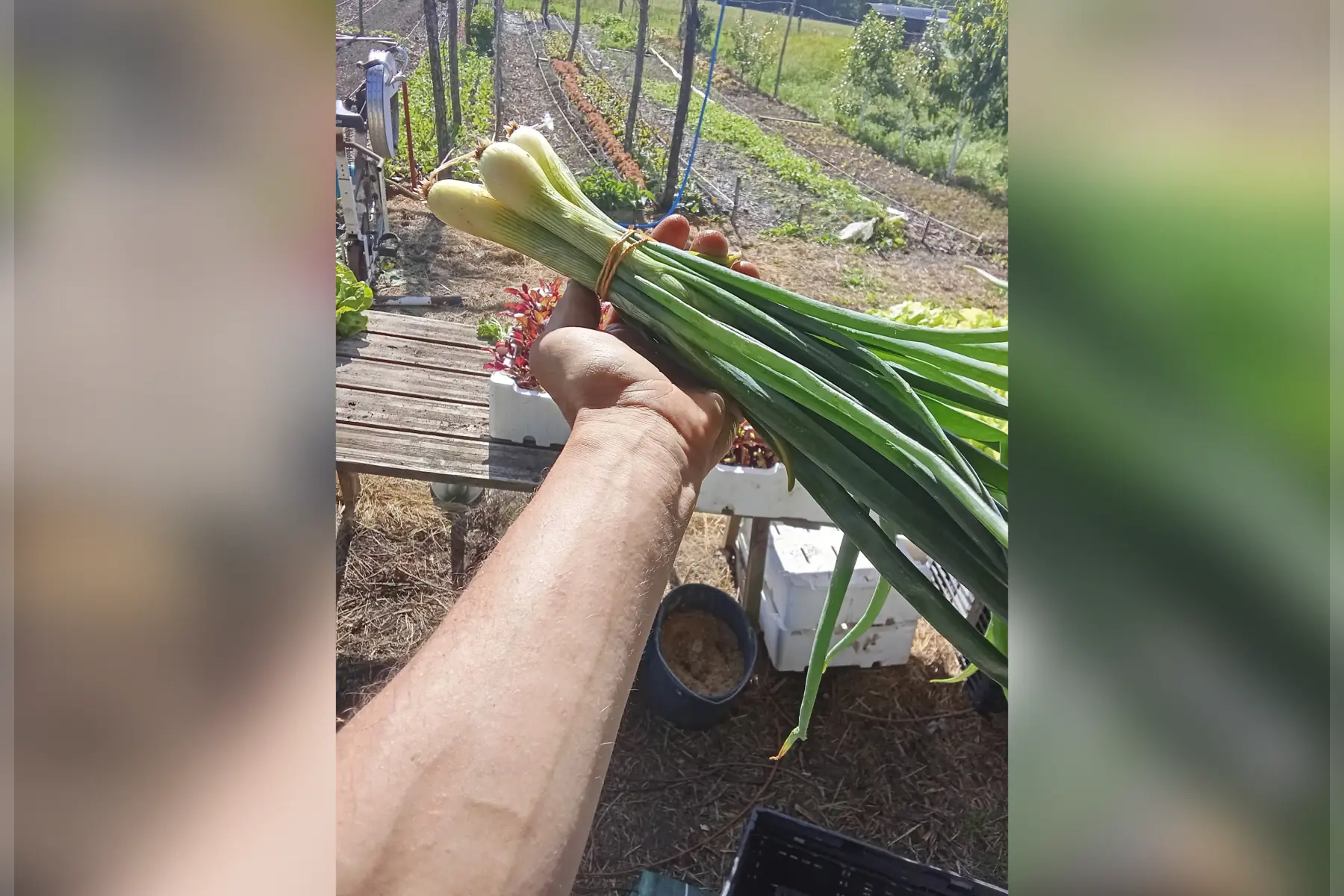 Botte oignons jaunes nouveaux