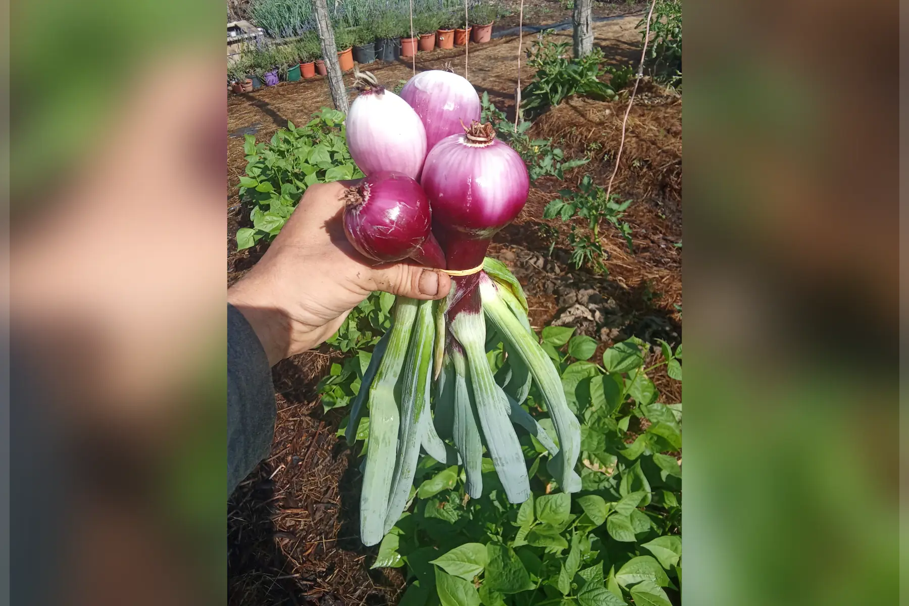 Botte d'oignons rouges nouveaux