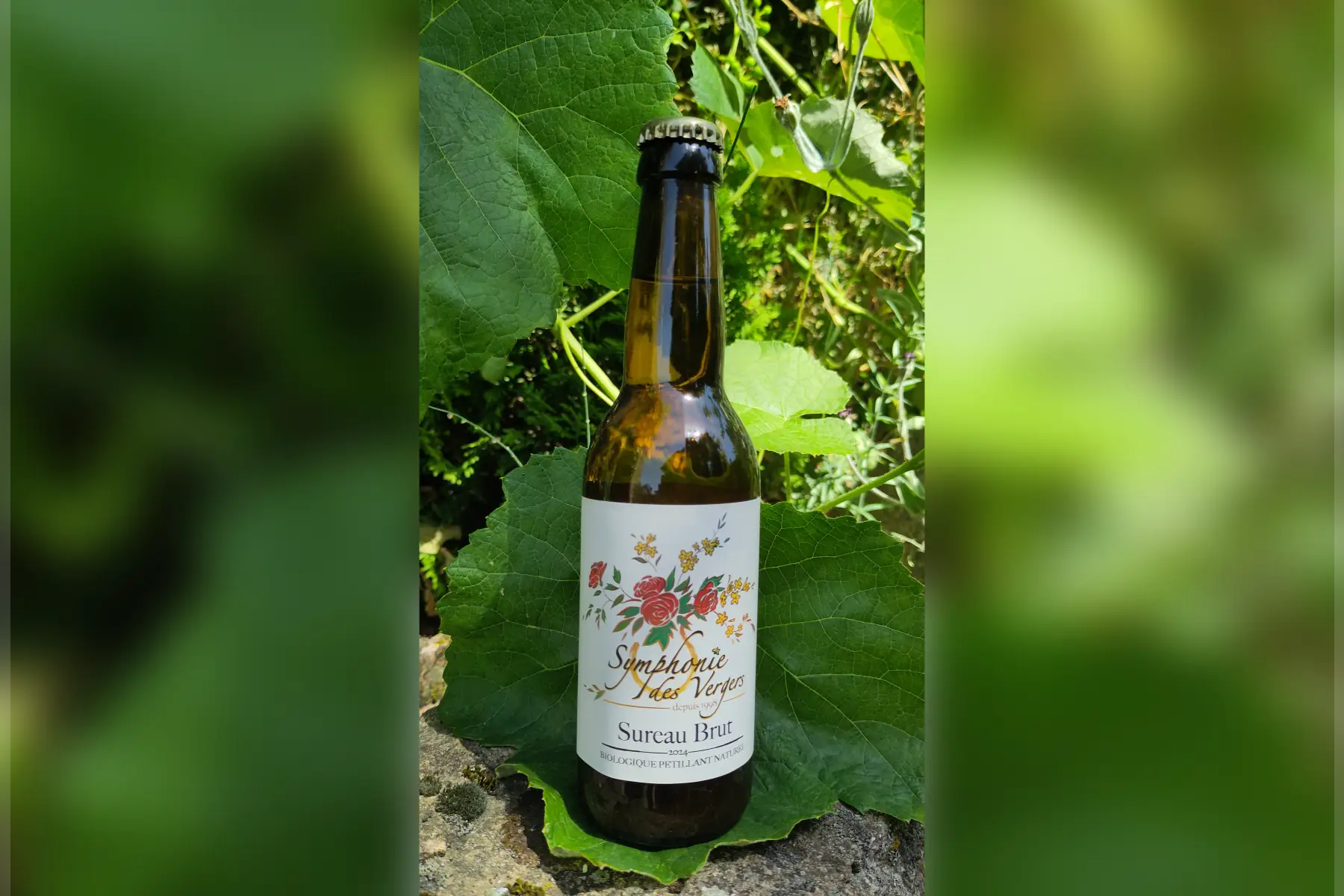 Pétillant de sureau brut