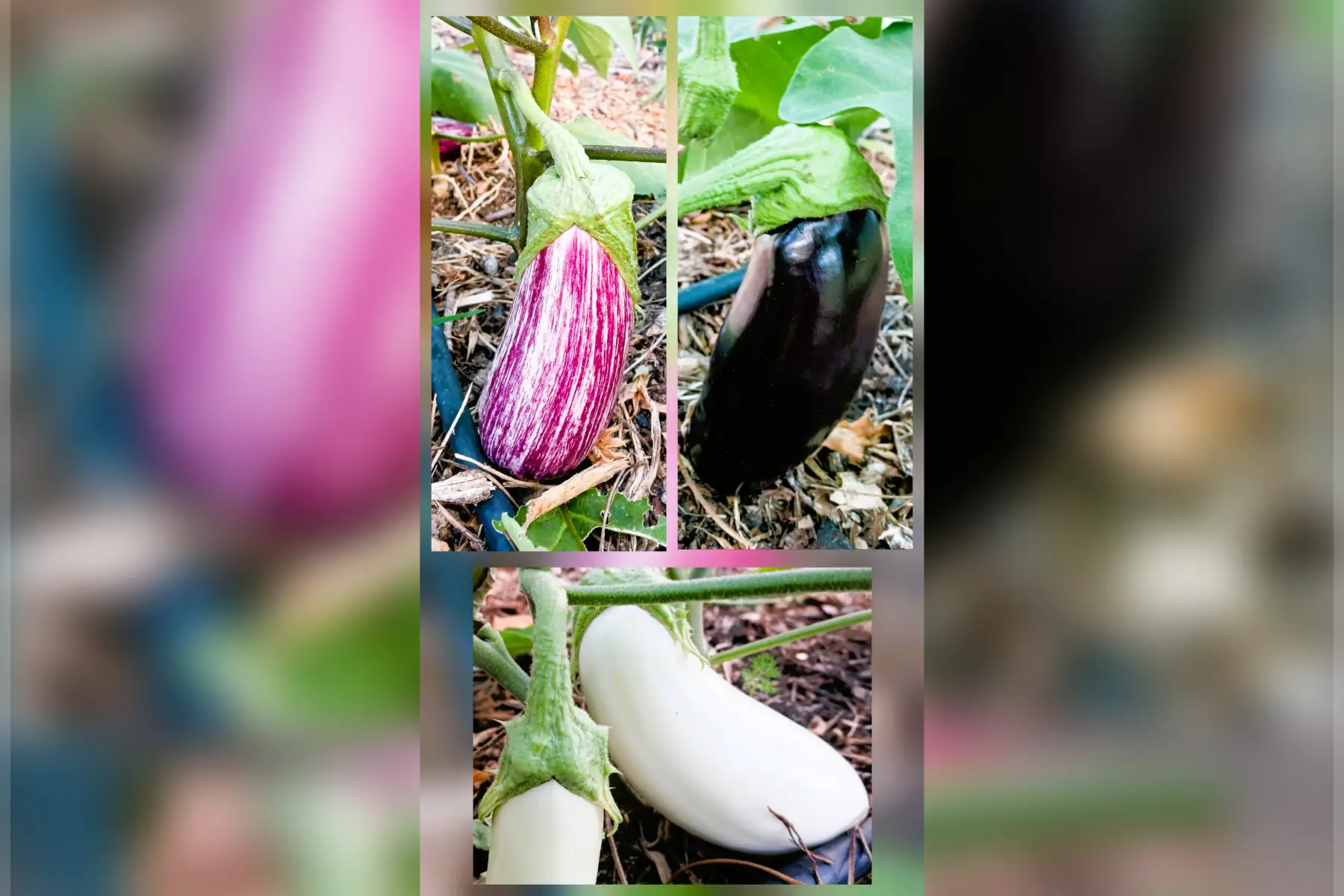 Aubergines