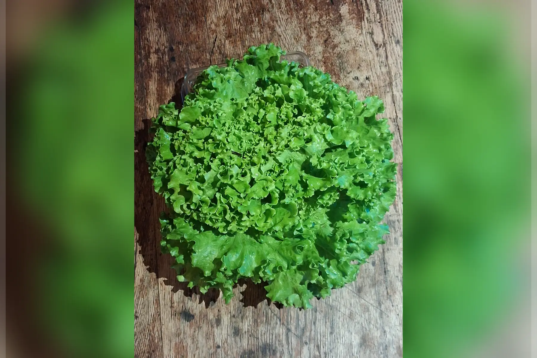 Salade - batavia verte
