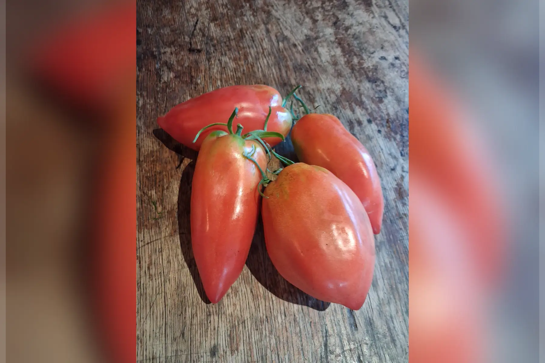 Tomate - andine cornue