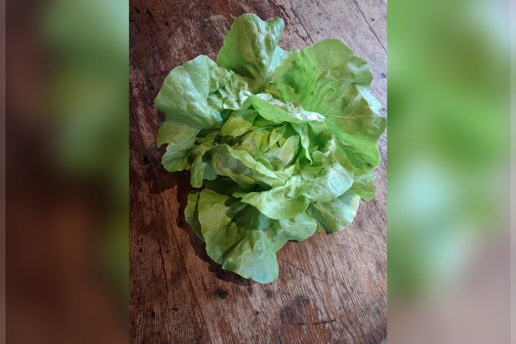 Salade - laitue